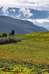 Vineyards in the Mountains
