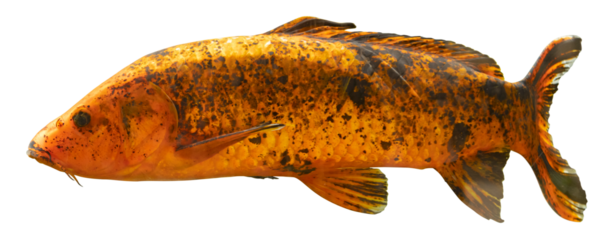 Carpes Koï orange tacheté de noir