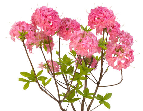 Azalea mollis &lsquo;Homebush&rsquo;