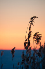 Reeds in front of the frozen sea at the shore of Gulf of Bothnia in winter in Finland with the sunset orange sky in the background