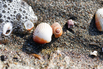 Fototapeta na wymiar Gifts from the Sea: Colorful Seashells