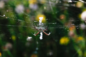 Wasp Spider: A Natural Wonder, Argiope bruennichi