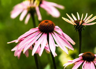 Coneflower (echinacea) flower with blur lens backgroud © vadimgouida