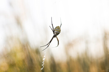 Wasp Spider: A Natural Wonder, Argiope bruennichi
