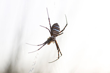 Wasp Spider: A Natural Wonder, Argiope bruennichi