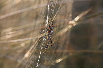 Wasp Spider: A Natural Wonder, Argiope bruennichi