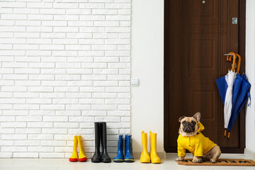 Cute French bulldog with raincoat near door in hall - obrazy, fototapety, plakaty