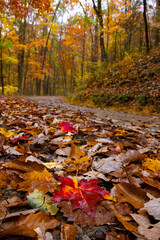 Colorful Autumn Leaves On Road In Cades Cove in Smoky Mountains