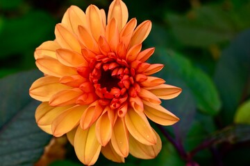 Asymmetric orange dahlia flower in the garden against green background, England, UK