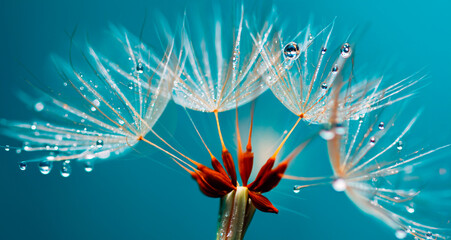 Dandelion seeds close-up with water drops on a blue background