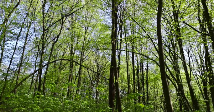 trees with the first green foliage in the forest in the spring season, the first foliage on deciduous trees in a mixed forest