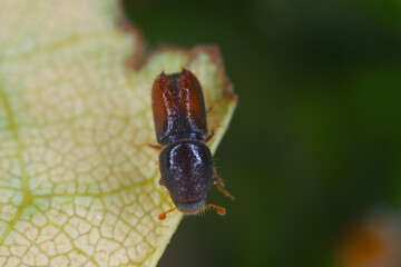 Six toothed spruce bark beetle (Pityogenes chalcographus), Scolytidae, Scolytinae.