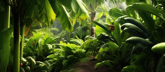 In the lush tropical forest the green leaves of the trees create a vibrant background as they sway in the wind while fruits and crops thrive in abundance showcasing the healthy wonders of n - obrazy, fototapety, plakaty