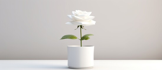 beautiful white rose in white pot on white background, selective focus - obrazy, fototapety, plakaty