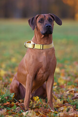 Cute Rhodesian Ridgeback dog with a yellow collar posing outdoors sitting on a green grass with fallen maple leaves in autumn