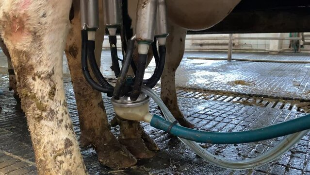 Robotic milking machine at work, selective focus. Milk is flowing from udder through a milk pipeline. Cows at the cowshed. The process of cow milking