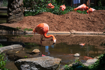 Flamboyant colors of flamingo feeding in the sun at the botanical gardens