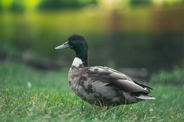 duck in the park