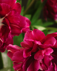 bouquet of dark red lilac tulips in glass vase on dark background. flower bouquet in vase on table. Gift interior decoration. florist, decorator. Flower shop.