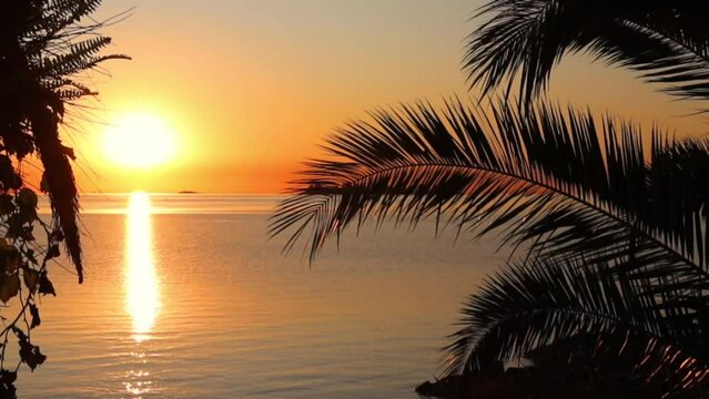 palm trees and branches and in the background sea beach and sunset a perfect holiday