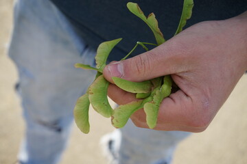 Keimling Baum