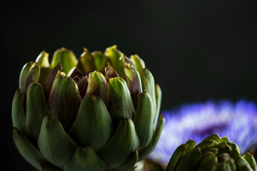 Obraz premium Closeup of fresh green artichoke vegetable growing in garden on blurred background. Artichokes on a dark background. Copy space.