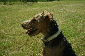welsh terrier