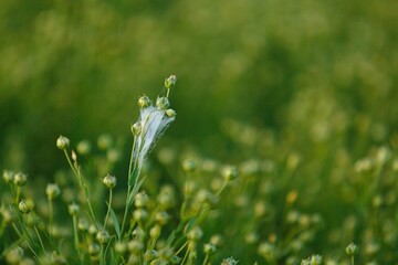 Buckwheat cultivated field with gossamer on the grass