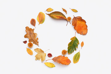 Circle made of autumn leaves on white background - obrazy, fototapety, plakaty