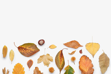 Composition with autumn leaves on white background - obrazy, fototapety, plakaty