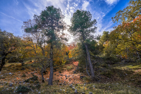 Los Calares del Mundo y de la Sima natural park. Autumn forest landscape. View of autumn leaves. In Riopar, Albacete province, Castilla la Mancha community, Spain.