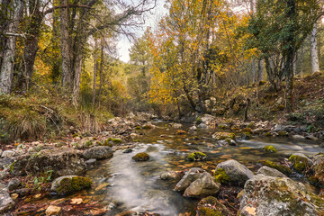 Rio Mundo bed in the Los Calares del Mundo y de la Sima natural park. Autumn forest landscape. View of autumn leaves. In Riopar, Albacete province, Castilla la Mancha community, Spain.