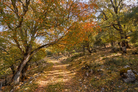 Los Calares del Mundo y de la Sima natural park. Autumn forest landscape. View of autumn leaves. In Riopar, Albacete province, Castilla la Mancha community, Spain
