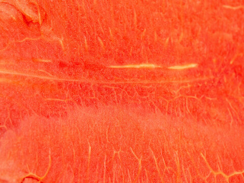 red pink orange gradient texture pattern abstract background wallpaper empty blank art watermalon fruit vegetable vegan design summer season freshness modern food eat drink nature sweet smooth malon