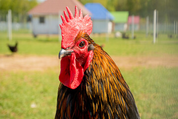 Colorful rooster head. Brown feather, red cock. Blurred background