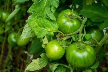 Tomato plants in greenhouse Green tomatoes plantation. Organic farming, young tomato cluster plants growth in greenhouse