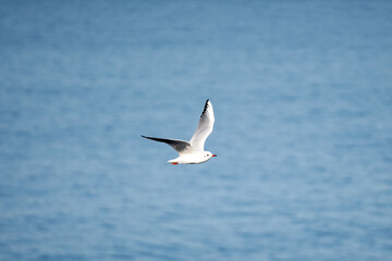 gull in flight