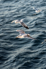 Fototapeta na wymiar seagull in the sea hunting for food