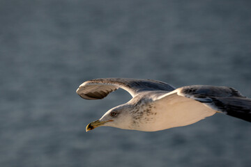 Fototapeta na wymiar seagull in flight above sea for hunting