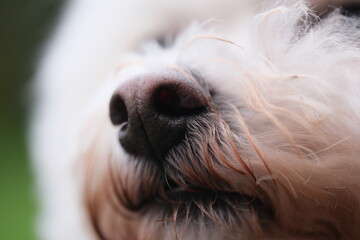 Close up of Bichon Frisé