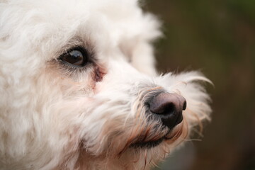 Close up of Bichon Frisé