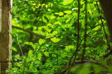 Obraz premium forest trees with green leaves in sun rays