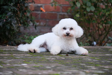 Bichon Frisé sat in garden
