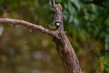 A Great Tit, Parus major, perching on twig.