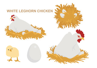 White Leghorn Chickens on nest - obrazy, fototapety, plakaty