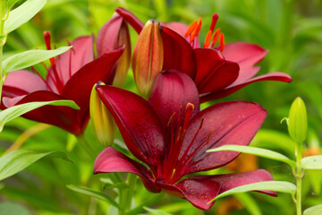 Dark red asiatic lily flowers growing in the garden.