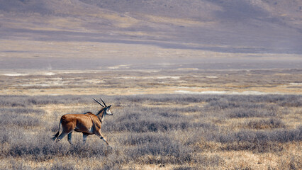 An eland bull (Taurotragus oryx) glances at the camera as he walks across a hilly savannah in...