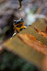 Spotted salamander on a wet ledge.