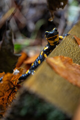 Spotted salamander on a wet ledge.