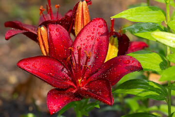 Naklejka na ściany i meble Dark red asiatic lilies with dew drops on petals.